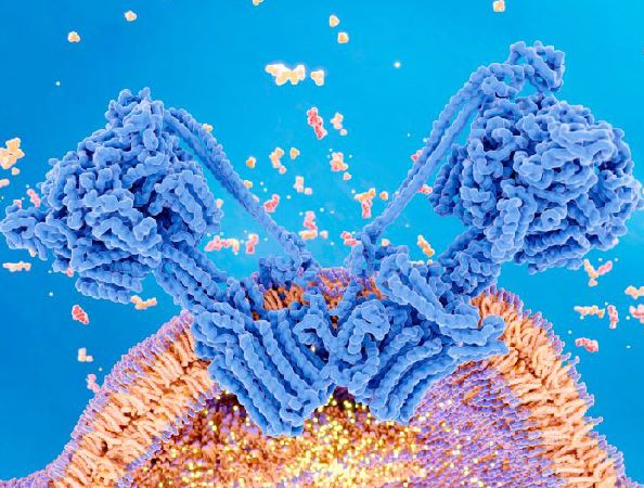 mitochondrie Bionomie Center